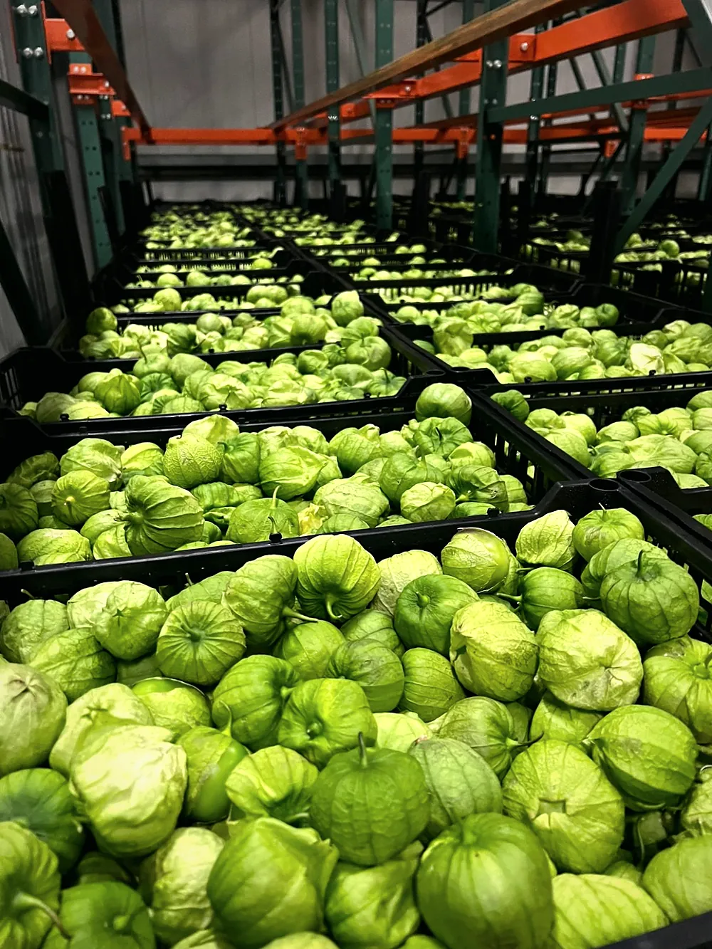Black crates of husk-on tomatillo on a cold-room rack, receding into the distance.
