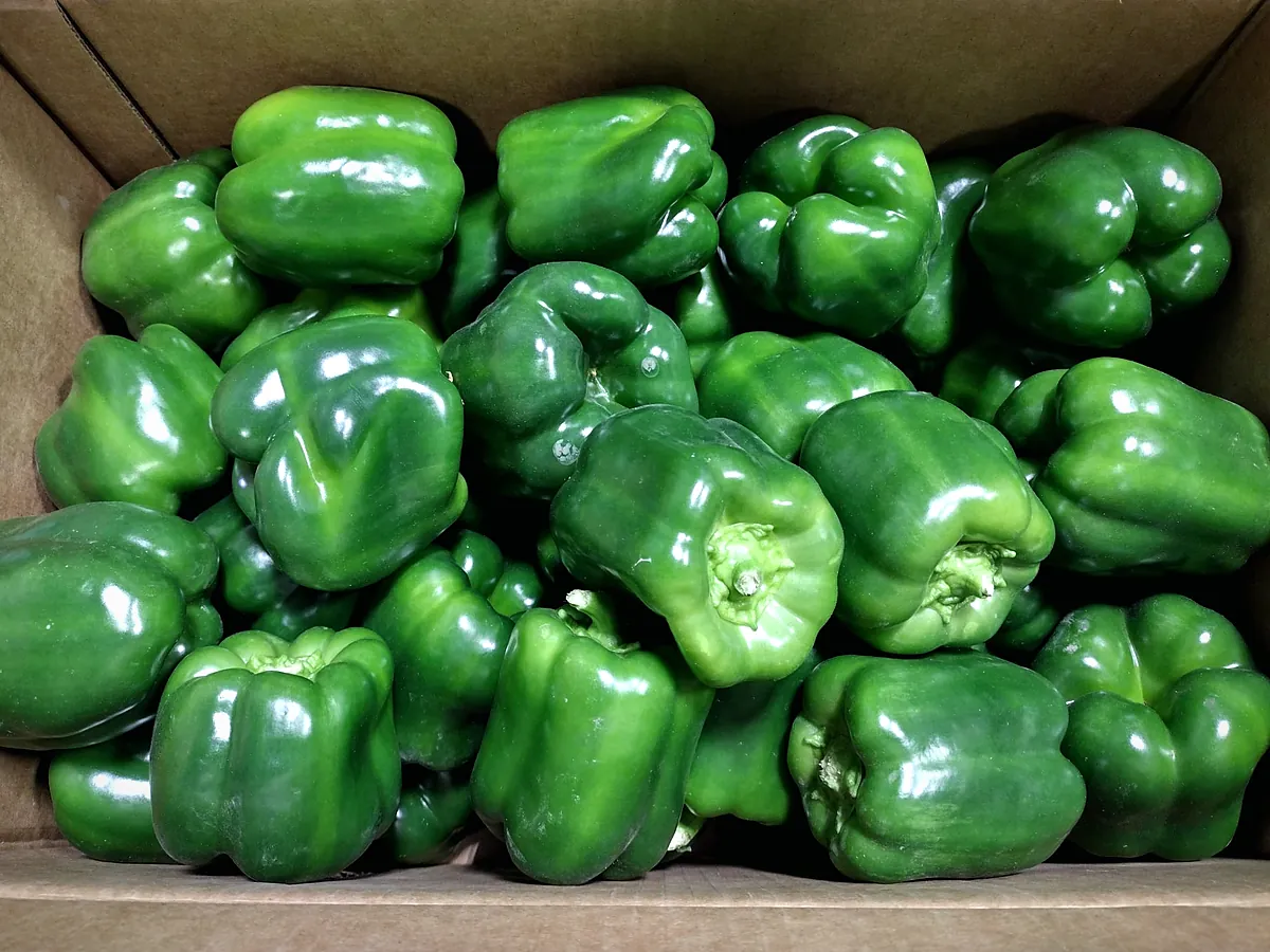 Fresh vegetables
