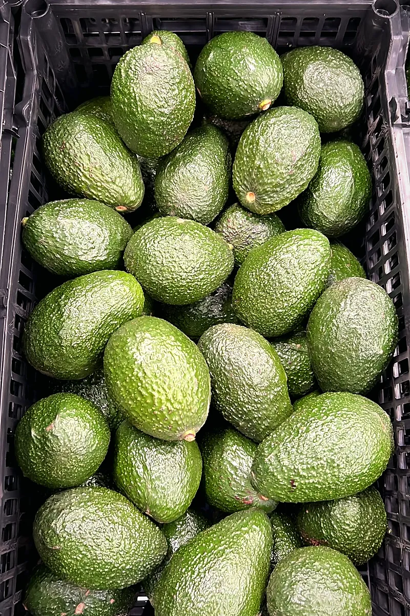 Freshly harvested Hass avocados in a black plastic crate.