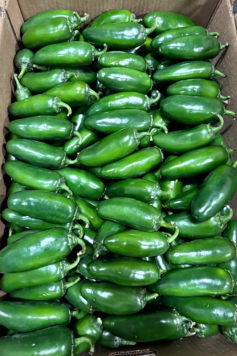 Plain cardboard box packed with uniform green jalapeño peppers.