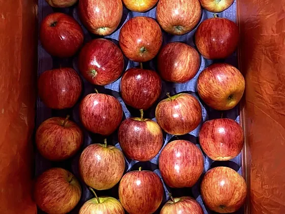 Red apples set in a pulp tray inside a cardboard carton.
