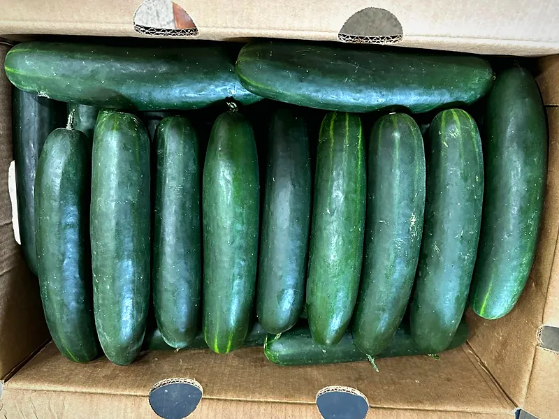 Dark green cucumbers packed in a kraft carton, seen from above.