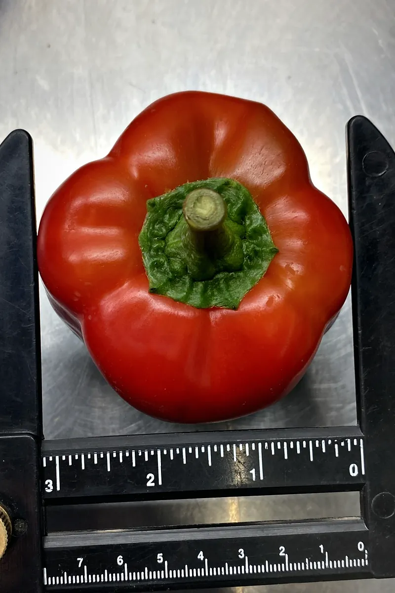Red bell pepper between the jaws of a caliper with an inch scale.