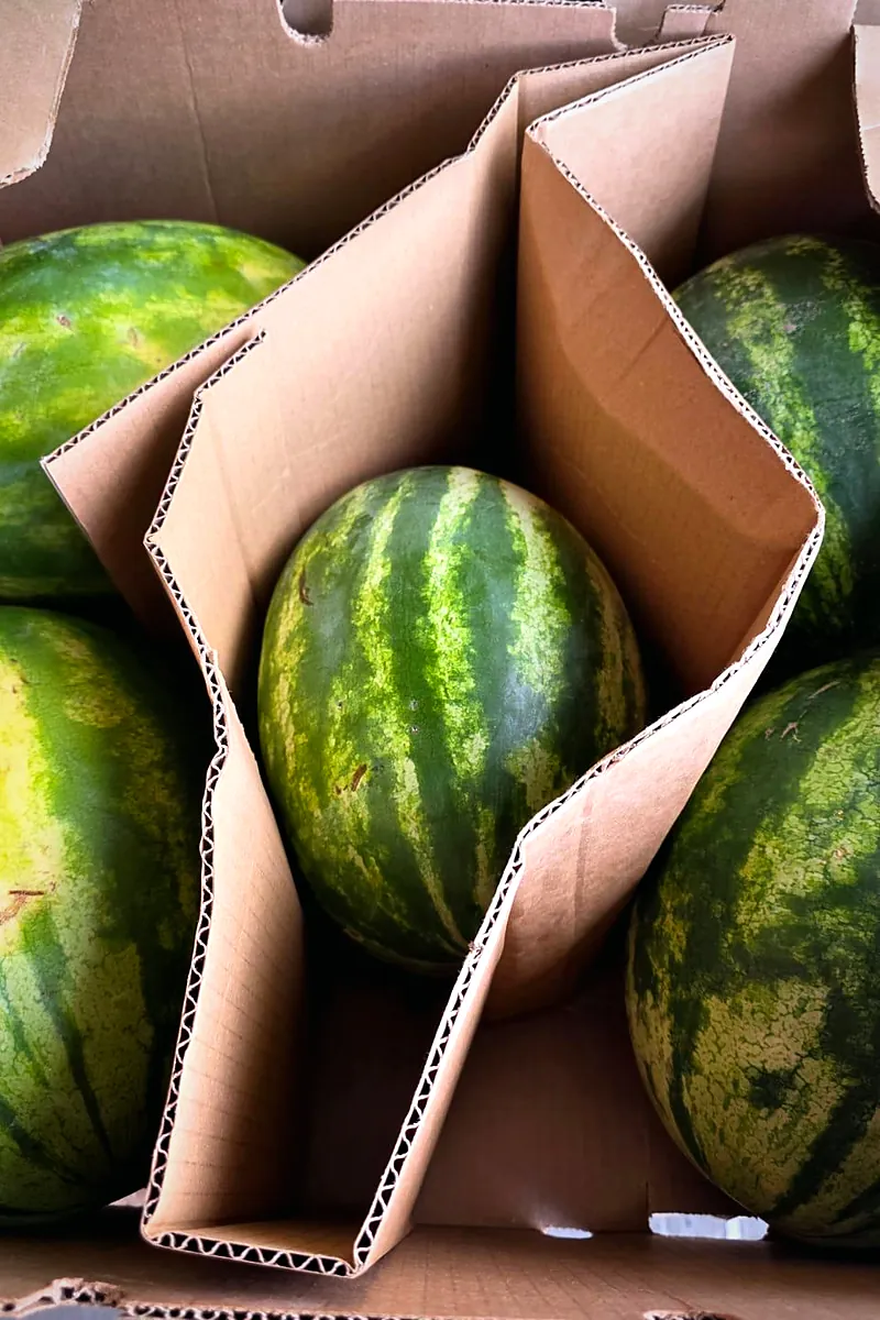 Five striped watermelons in a carton bin with dividers, seen from above.
