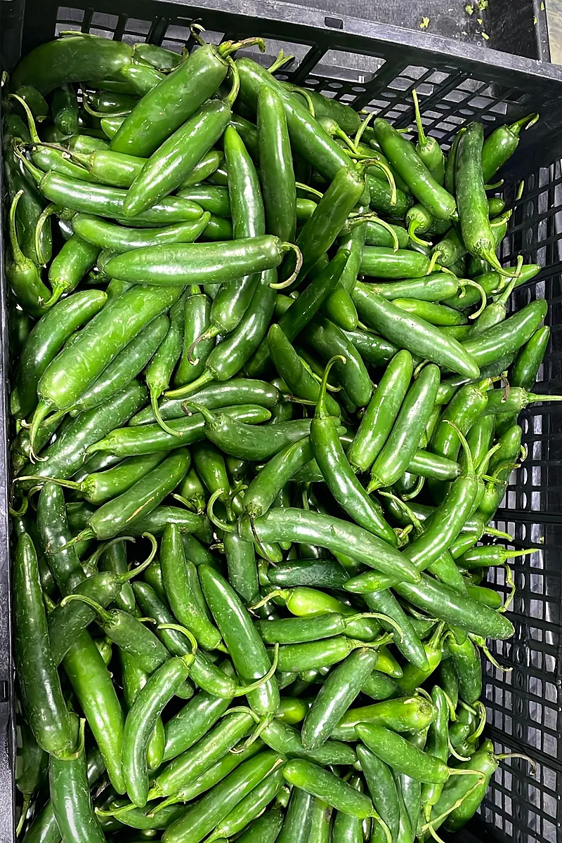 Black plastic crate heaped with glossy green serrano peppers.