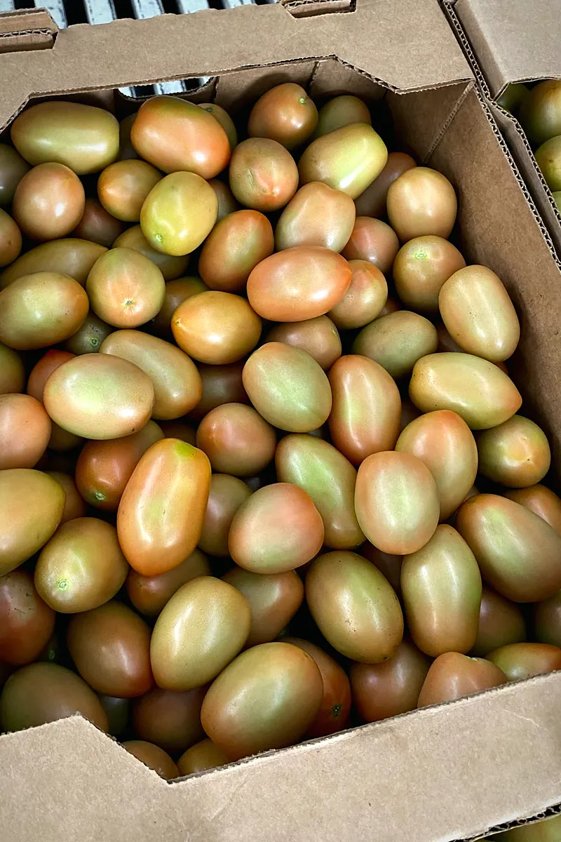 Kraft cardboard box full of breaker-stage Roma tomatoes.