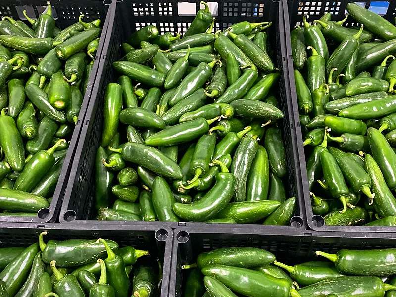 Black crates of jalapeño lined up on a packing room floor.