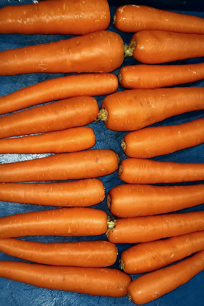 Carrots laid in two columns on a blue tray, seen from above.