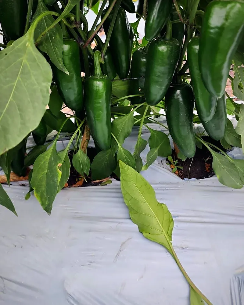 You grow it. We sell it abroad.