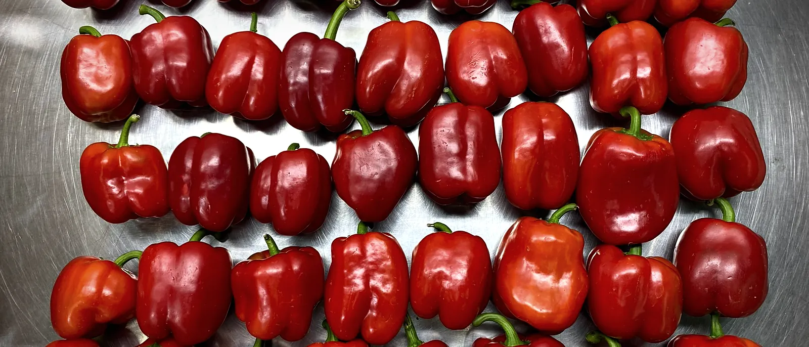 Red bell peppers in ordered rows on a stainless steel grading table on the packing floor.